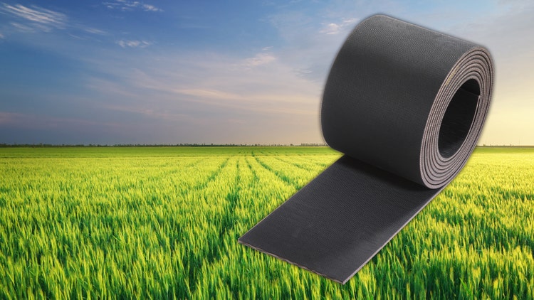 Meadow of wheat