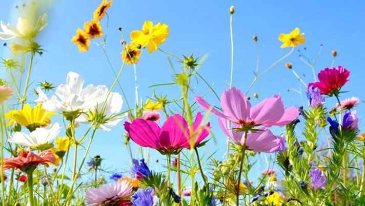 From Community Gardeners to Impressive Landscaping