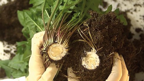 Natural Rubber from Dandelion Roots