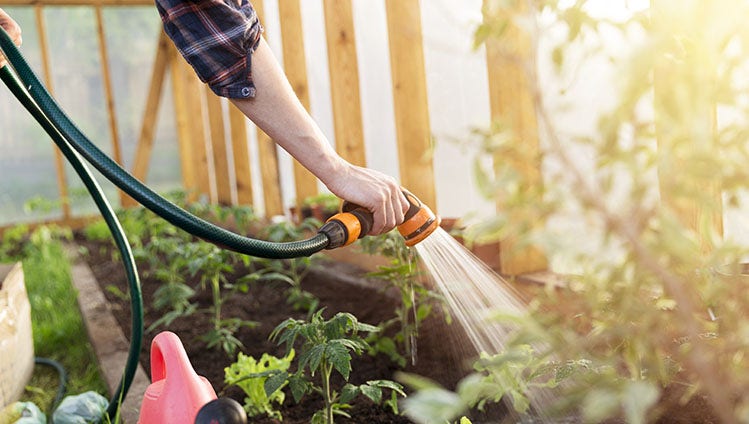 Watering seedling tomato plant in greenhouse garden