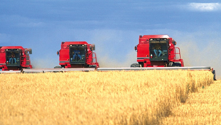 Combining wheat